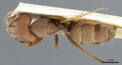 Camponotus koseritzi specimen CASENT0905207 image casent0905207_1