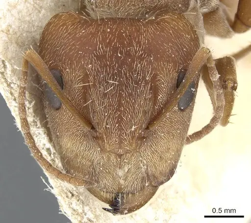 Camponotus koseritzi specimen CASENT0905207 image casent0905207_2