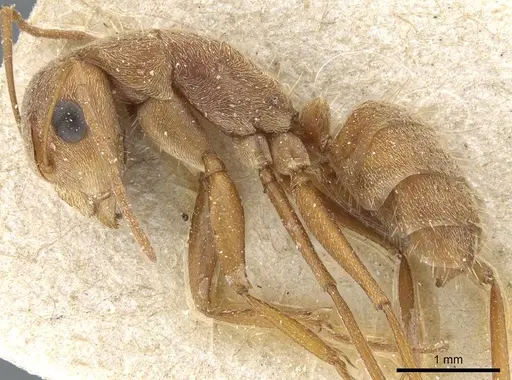 Camponotus koseritzi specimen CASENT0905208 image casent0905208_3