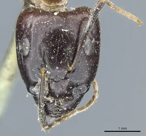Camponotus kubaryi specimen CASENT0904012 image casent0904012_2