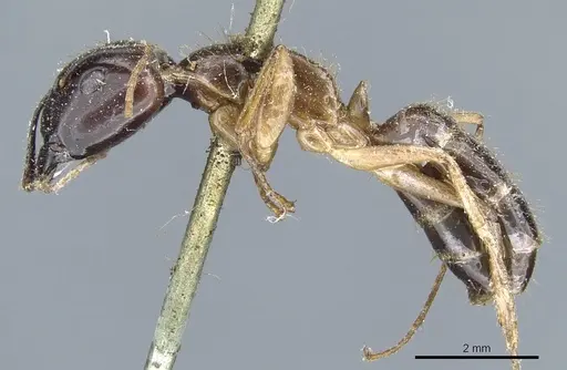 Camponotus kubaryi specimen CASENT0904012 image casent0904012_3