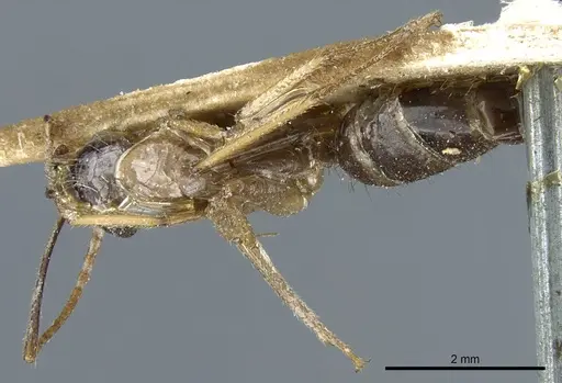 Camponotus kubaryi specimen CASENT0904013 image casent0904013_1