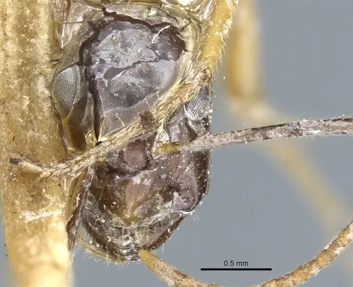 Camponotus kubaryi specimen CASENT0904013 image casent0904013_2