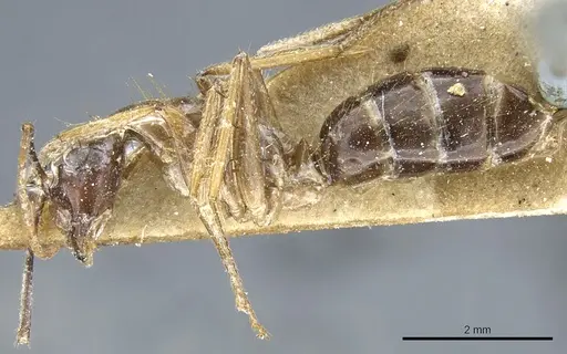 Camponotus kubaryi specimen CASENT0904013 image casent0904013_3
