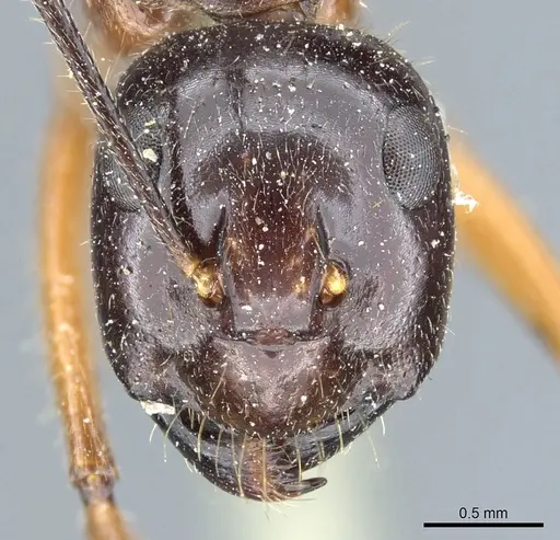 Camponotus kubaryi specimen CASENT0904014 image casent0904014_2
