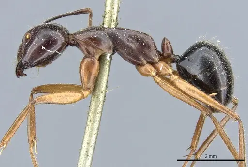 Camponotus kubaryi specimen CASENT0904014 image casent0904014_3