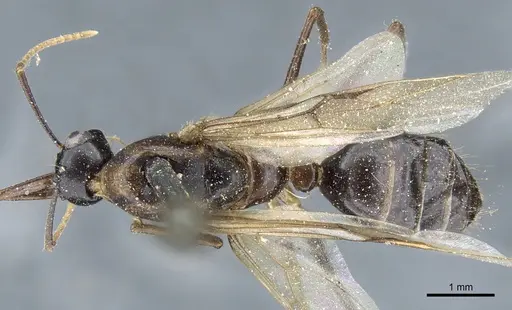 Camponotus kubaryi specimen CASENT0904015 image casent0904015_1