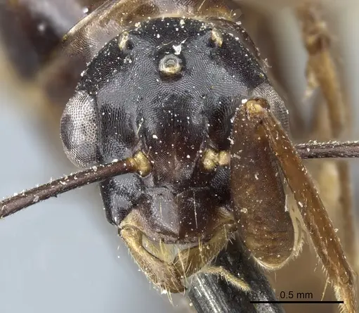 Camponotus kubaryi specimen CASENT0904015 image casent0904015_2