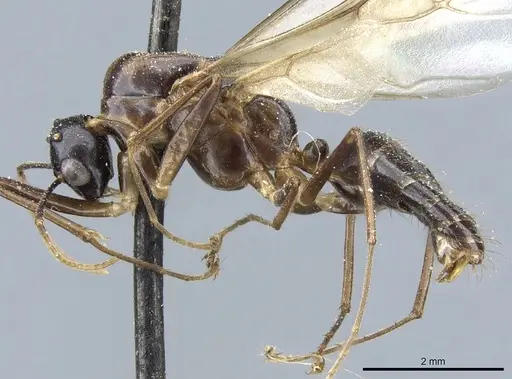 Camponotus kubaryi specimen CASENT0904015 image casent0904015_3