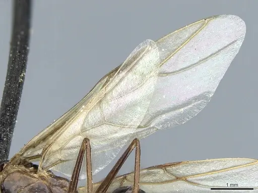 Camponotus kubaryi specimen CASENT0904015 image casent0904015_4