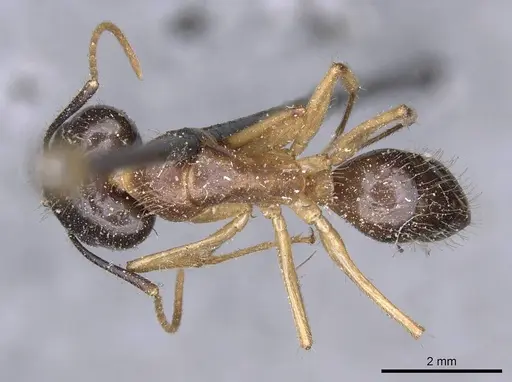 Camponotus kubaryi specimen CASENT0910153 image casent0910153_1