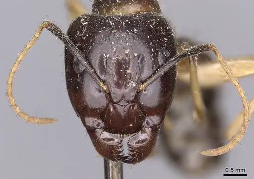 Camponotus kubaryi specimen CASENT0910153 image casent0910153_2