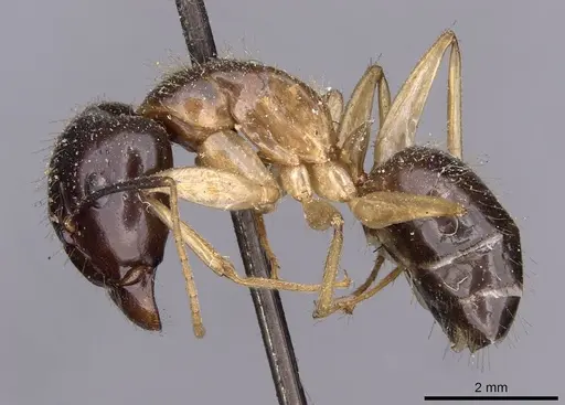 Camponotus kubaryi specimen CASENT0910153 image casent0910153_3