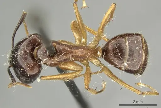 Camponotus kubaryi specimen CASENT0915760 image casent0915760_1
