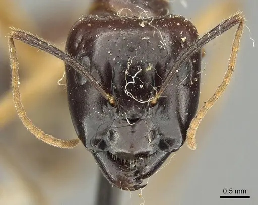 Camponotus kubaryi specimen CASENT0915760 image casent0915760_2