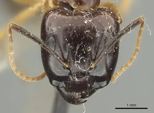 Camponotus kubaryi specimen CASENT0915760 image casent0915760_3