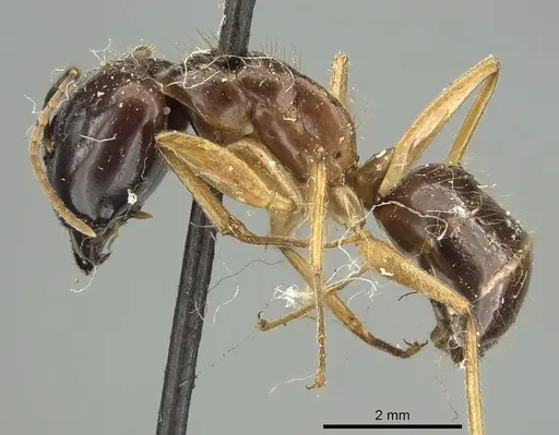 Camponotus kubaryi specimen CASENT0915760 image casent0915760_4