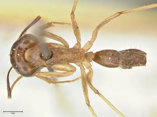 Camponotus kubaryi specimen FOCOL2409 image focol2409_1