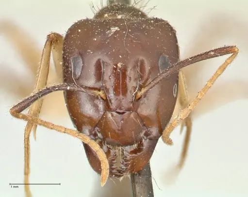 Camponotus kubaryi specimen FOCOL2409 image focol2409_2