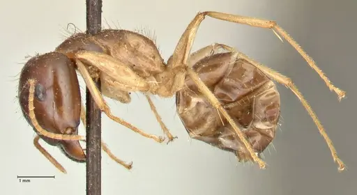 Camponotus kubaryi specimen FOCOL2409 image focol2409_3