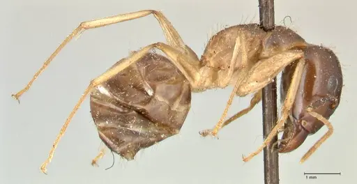 Camponotus kubaryi specimen FOCOL2409 image focol2409_4