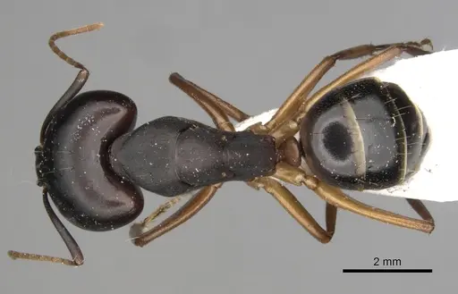Camponotus kugleri specimen CASENT0281011 image casent0281011_1