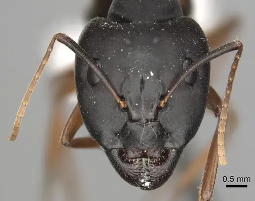 Camponotus kugleri specimen CASENT0281011 image casent0281011_2
