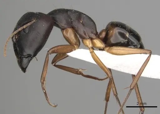Camponotus kugleri specimen CASENT0281011 image casent0281011_3