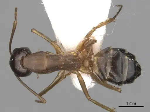 Camponotus kugleri specimen CASENT0281029 image casent0281029_1