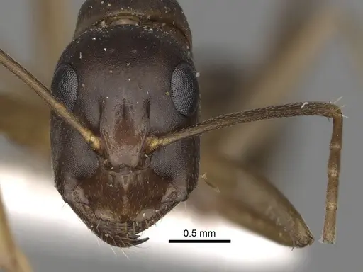 Camponotus kugleri specimen CASENT0281029 image casent0281029_2