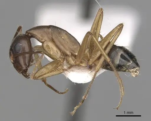 Camponotus kugleri specimen CASENT0281029 image casent0281029_3