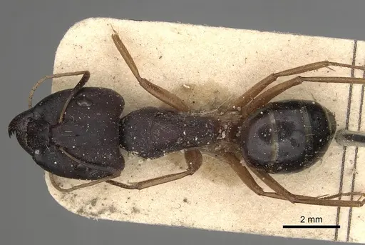 Camponotus kugleri specimen CASENT0281030 image casent0281030_1