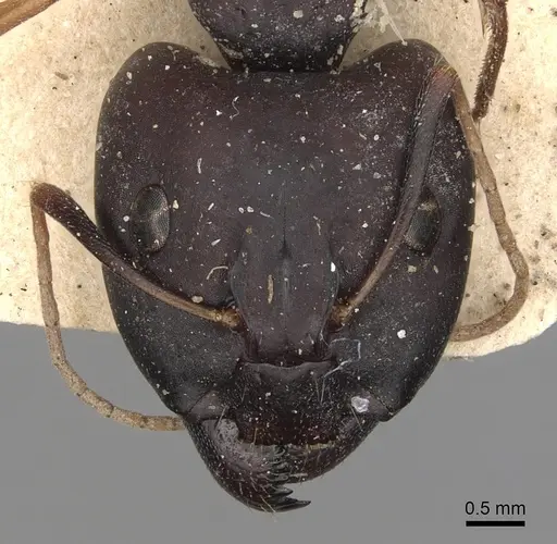 Camponotus kugleri specimen CASENT0281030 image casent0281030_2