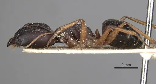 Camponotus kugleri specimen CASENT0281030 image casent0281030_3