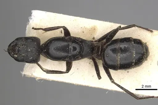 Camponotus kugleri specimen CASENT0281031 image casent0281031_1