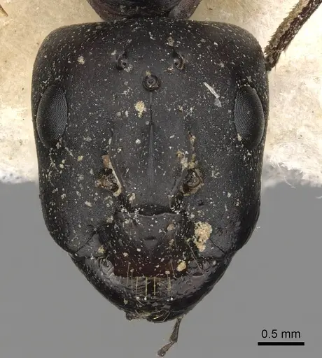 Camponotus kugleri specimen CASENT0281031 image casent0281031_2