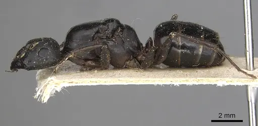 Camponotus kugleri specimen CASENT0281031 image casent0281031_3