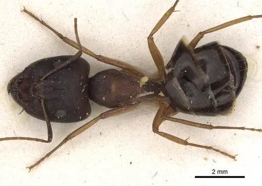 Camponotus kugleri specimen CASENT0281032 image casent0281032_1
