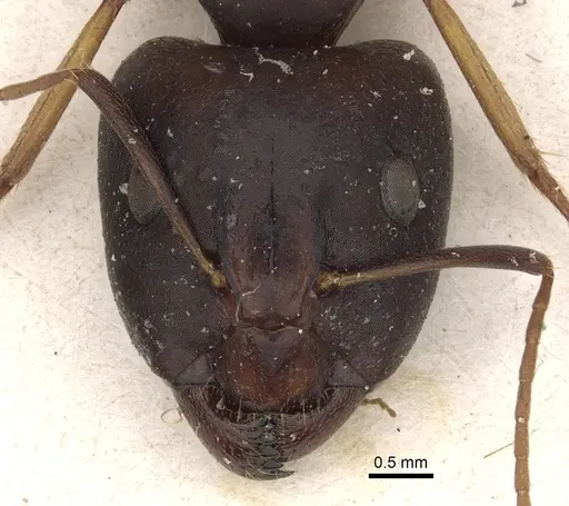 Camponotus kugleri specimen CASENT0281032 image casent0281032_2