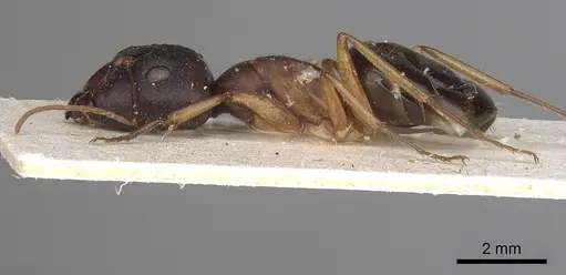 Camponotus kugleri specimen CASENT0281032 image casent0281032_3