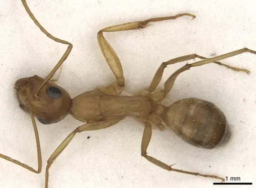 Camponotus kugleri specimen CASENT0281036 image casent0281036_1