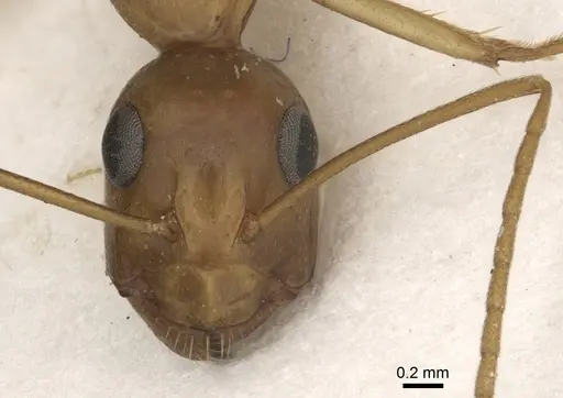 Camponotus kugleri specimen CASENT0281036 image casent0281036_2