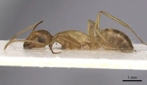 Camponotus kugleri specimen CASENT0281036 image casent0281036_3