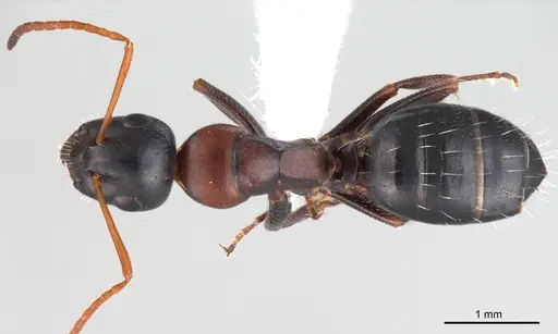 Camponotus kurdistanicus specimen ANTWEB1008056 image antweb1008056_1