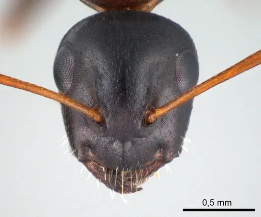 Camponotus kurdistanicus specimen ANTWEB1008056 image antweb1008056_2
