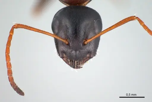 Camponotus kurdistanicus specimen ANTWEB1008056 image antweb1008056_3
