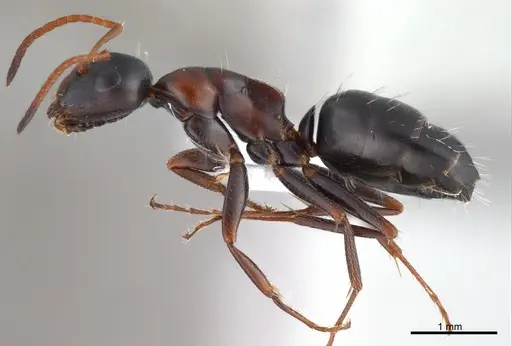 Camponotus kurdistanicus specimen ANTWEB1008056 image antweb1008056_4