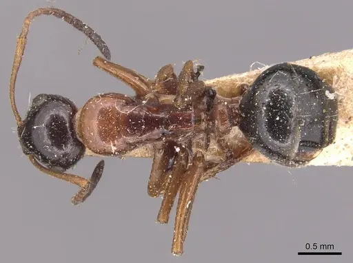 Camponotus kurdistanicus specimen CASENT0905392 image casent0905392_1