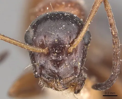 Camponotus kurdistanicus specimen CASENT0905392 image casent0905392_2