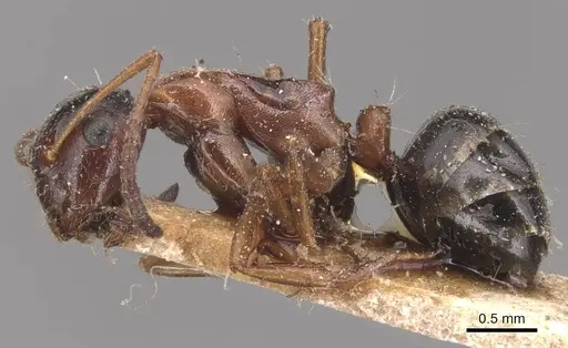 Camponotus kurdistanicus specimen CASENT0905392 image casent0905392_3